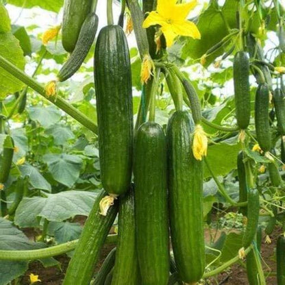 Excelsior Cucumber Seeds - Heirloom Vegetable Plant for Home Gardens