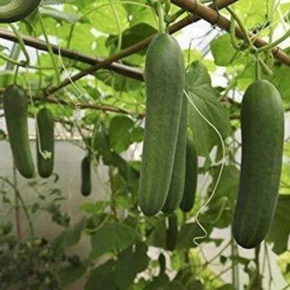Excelsior Cucumber Seeds - Heirloom Vegetable Plant for Home Gardens