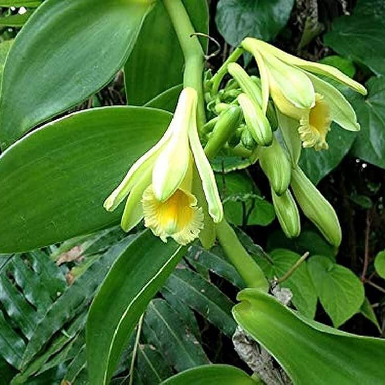 Exotic Bean Vanilla Seeds 