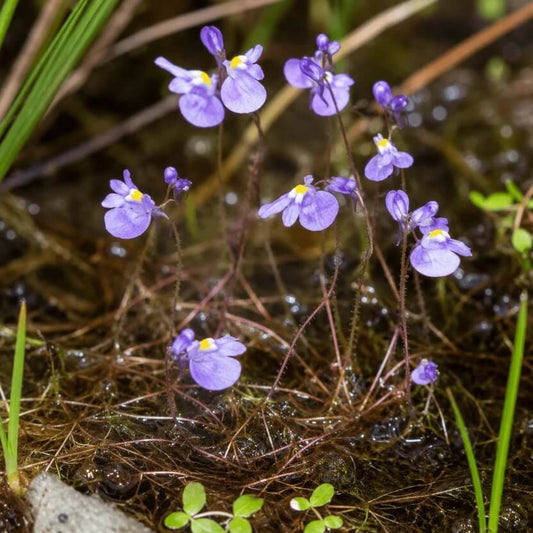 Exotic Bladderwort Seeds