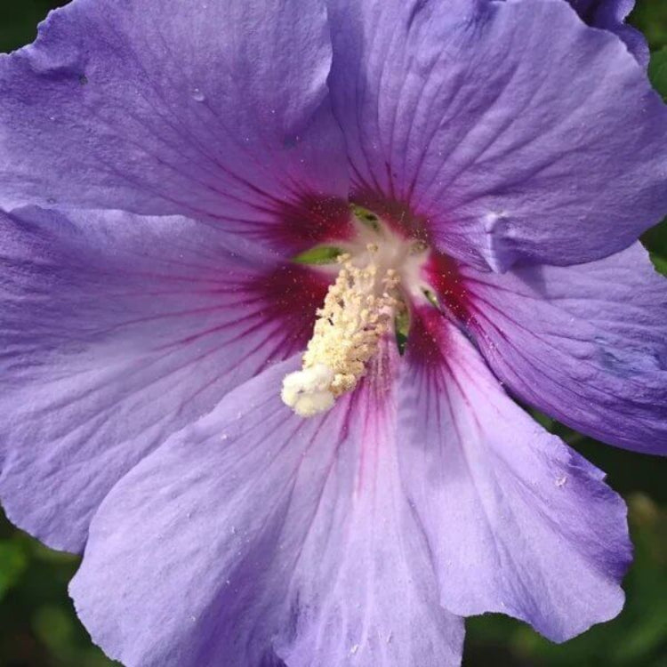 Exotic Hibiscus Seeds - Heirloom Flower Plant for Home Gardens