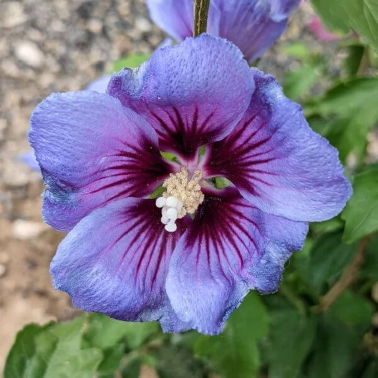 Exotic Hibiscus Seeds - Heirloom Flower Plant for Home Gardens