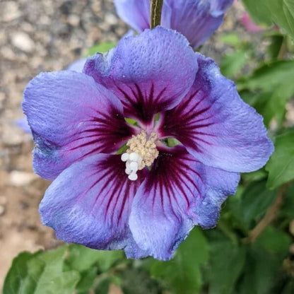 Exotic Hibiscus Seeds - Heirloom Flower Plant for Home Gardens