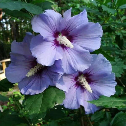 Exotic Hibiscus Seeds - Heirloom Flower Plant for Home Gardens