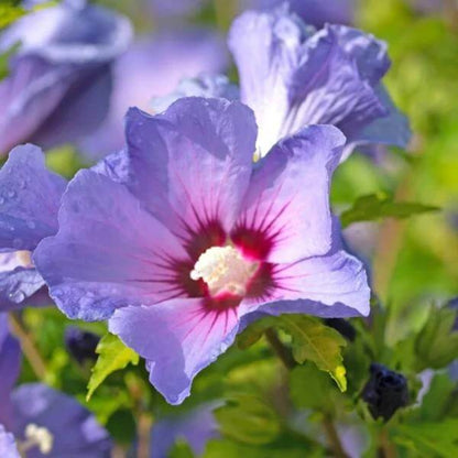 Exotic Hibiscus Seeds - Heirloom Flower Plant for Home Gardens