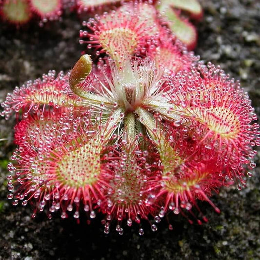 Exotic Sundew Seeds 