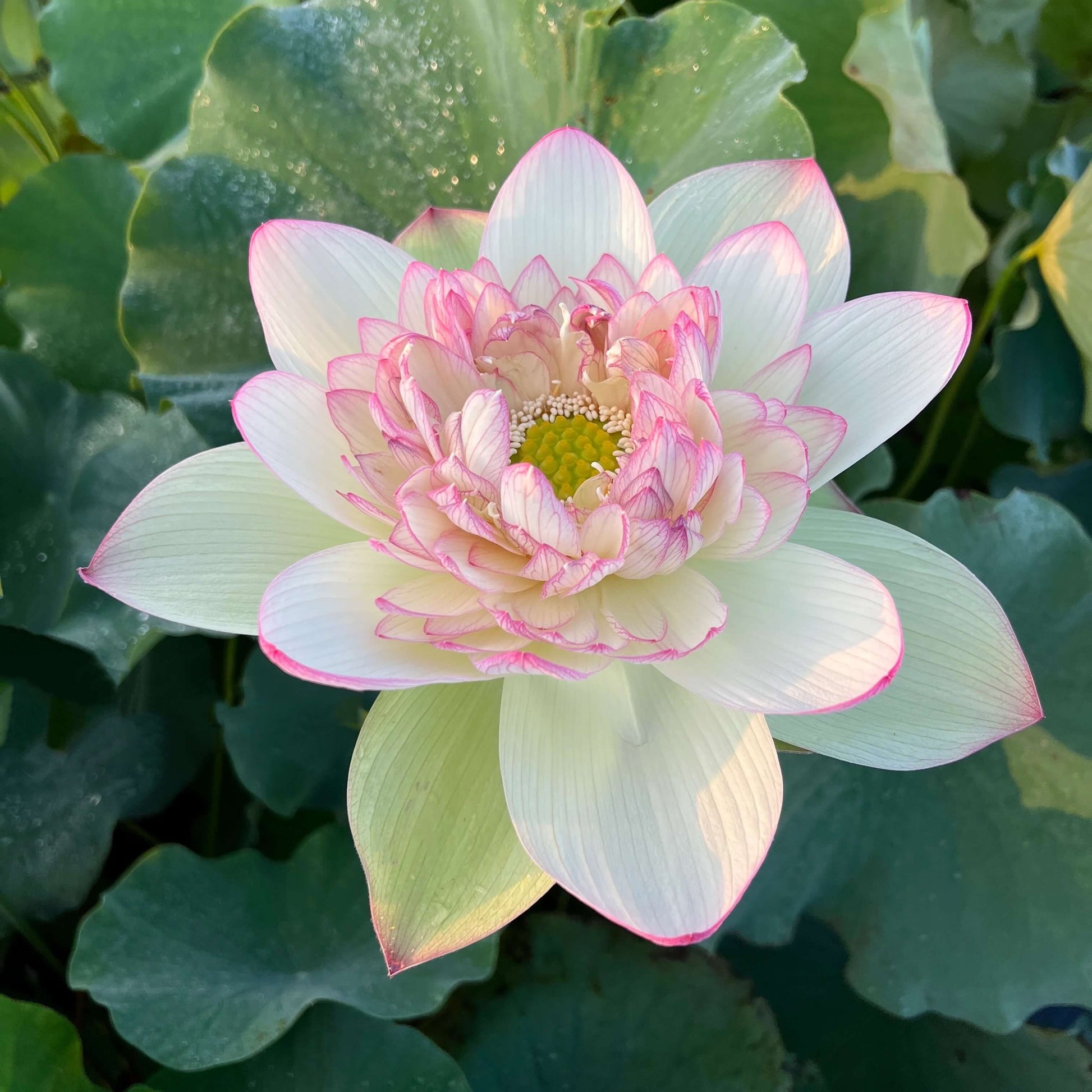 Exquisite Water Lotus Seeds