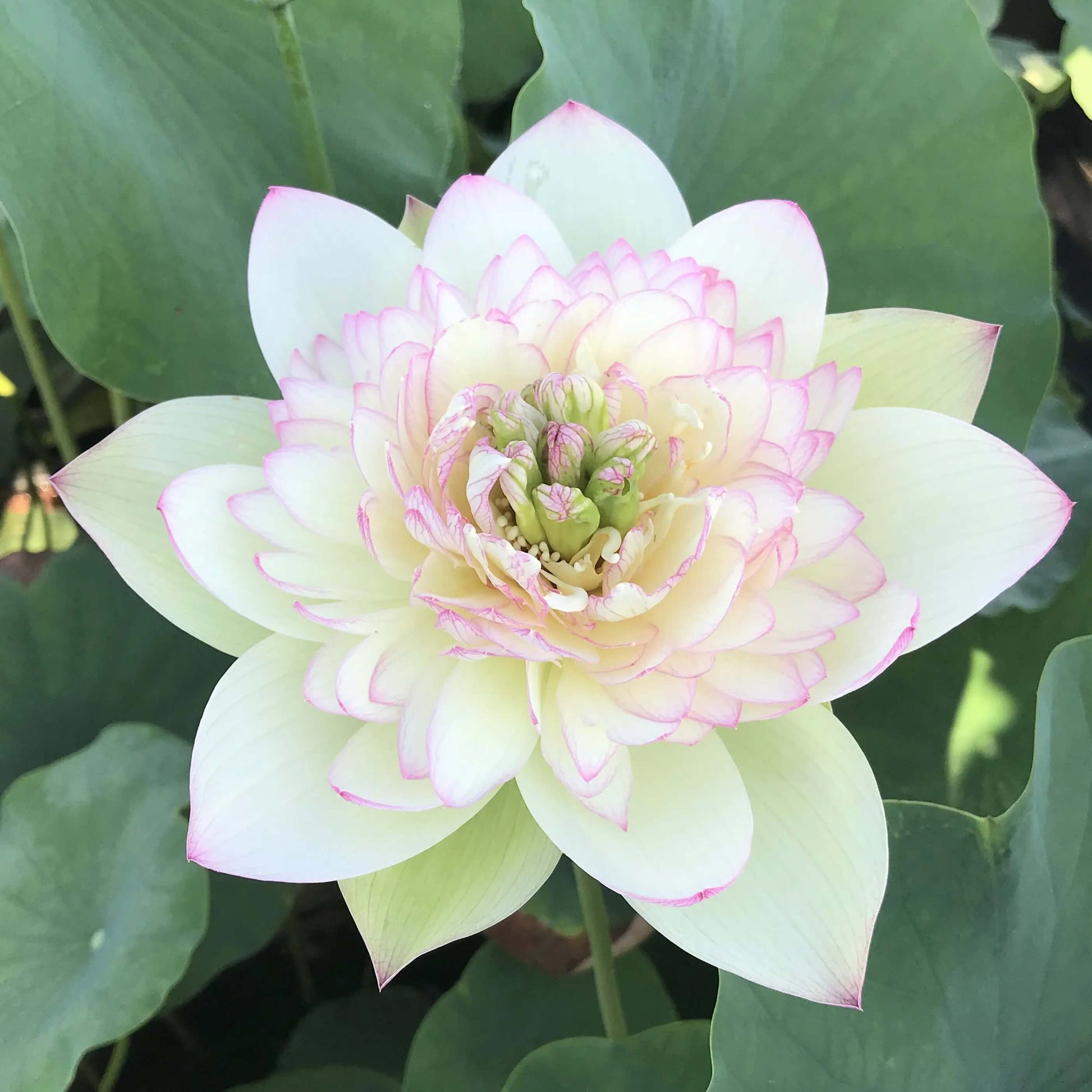 Exquisite Water Lotus Seeds