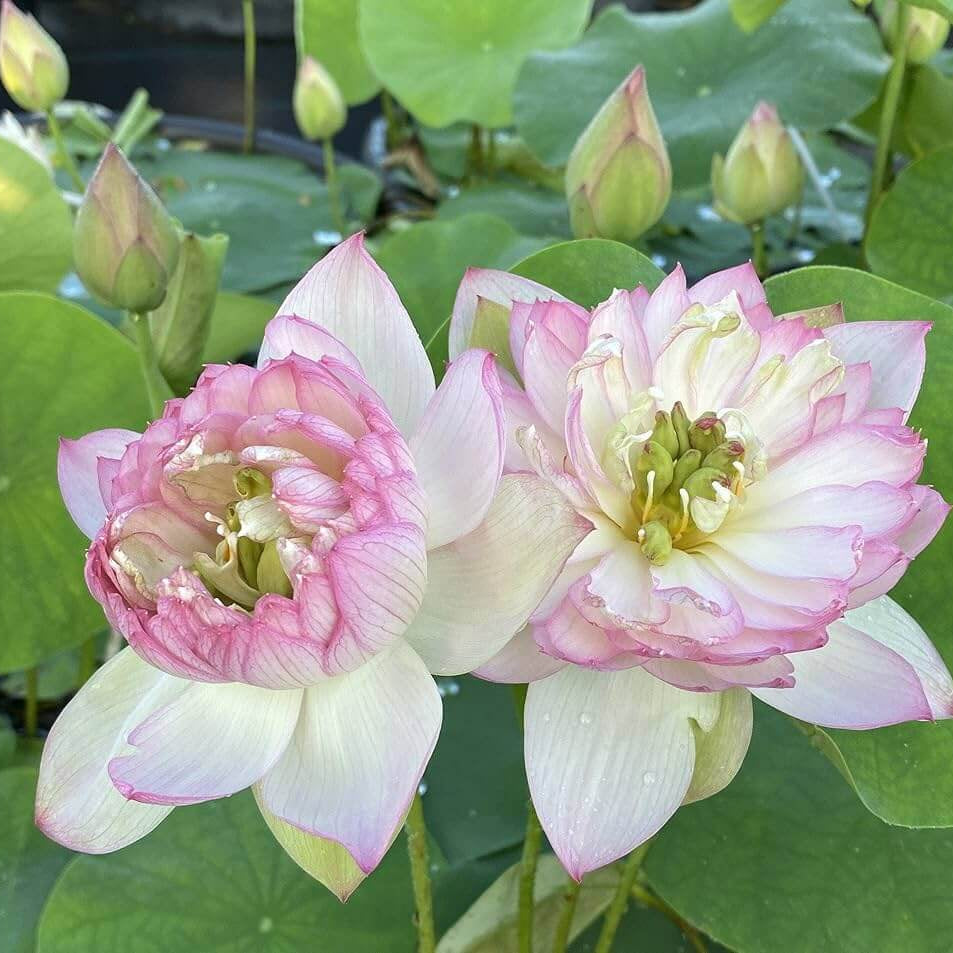 Exquisite Water Lotus Seeds