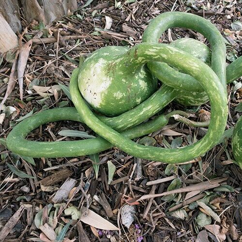 Extra Long Handle Dipper Gourd Seeds