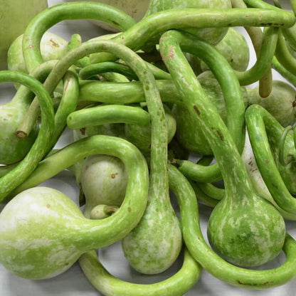 Extra Long Handle Dipper Gourd Seeds