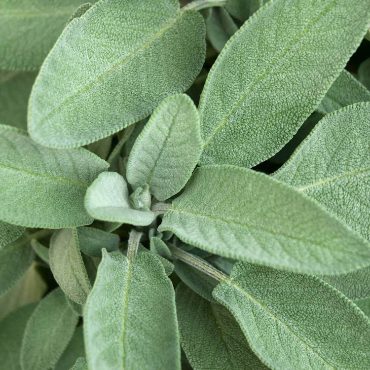 Extrakta Sage Seeds - Heirloom Herbal Plant for Home Gardens