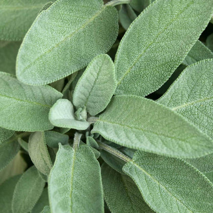 Extrakta Sage Seeds - Heirloom Herbal Plant for Home Gardens