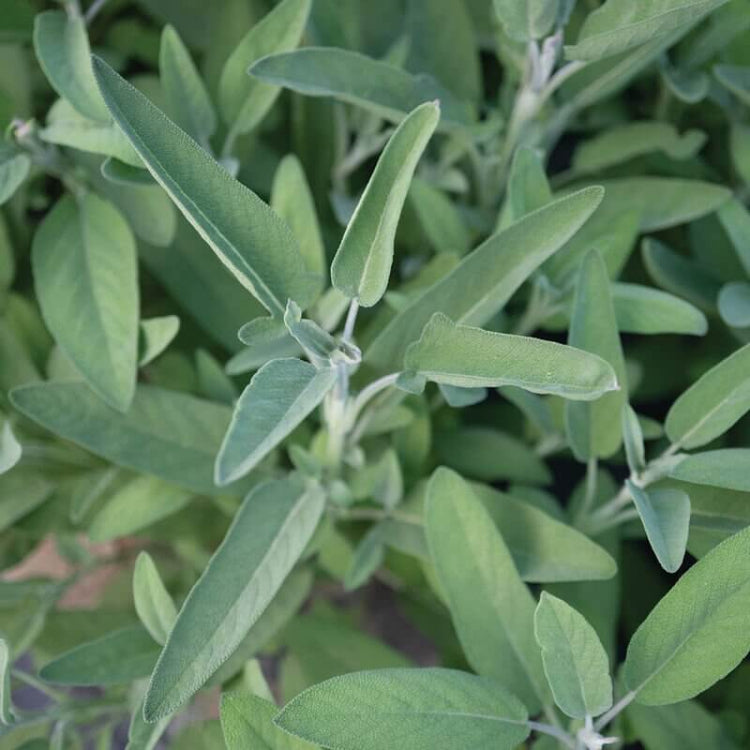 Extrakta Sage Seeds - Heirloom Herbal Plant for Home Gardens