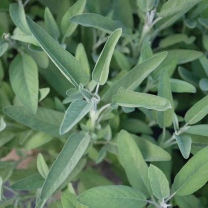Extrakta Sage Seeds - Heirloom Herbal Plant for Home Gardens