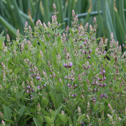 Extrakta Sage Seeds - Heirloom Herbal Plant for Home Gardens