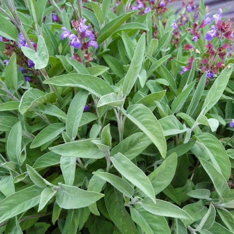 Extrakta Sage Seeds - Heirloom Herbal Plant for Home Gardens