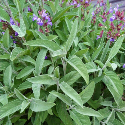 Extrakta Sage Seeds - Heirloom Herbal Plant for Home Gardens