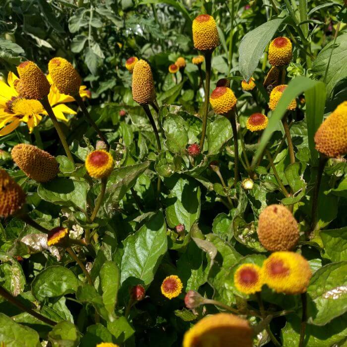 Eyeball Toothache Plant Seeds