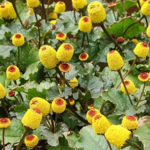 Eyeball Toothache Plant Seeds