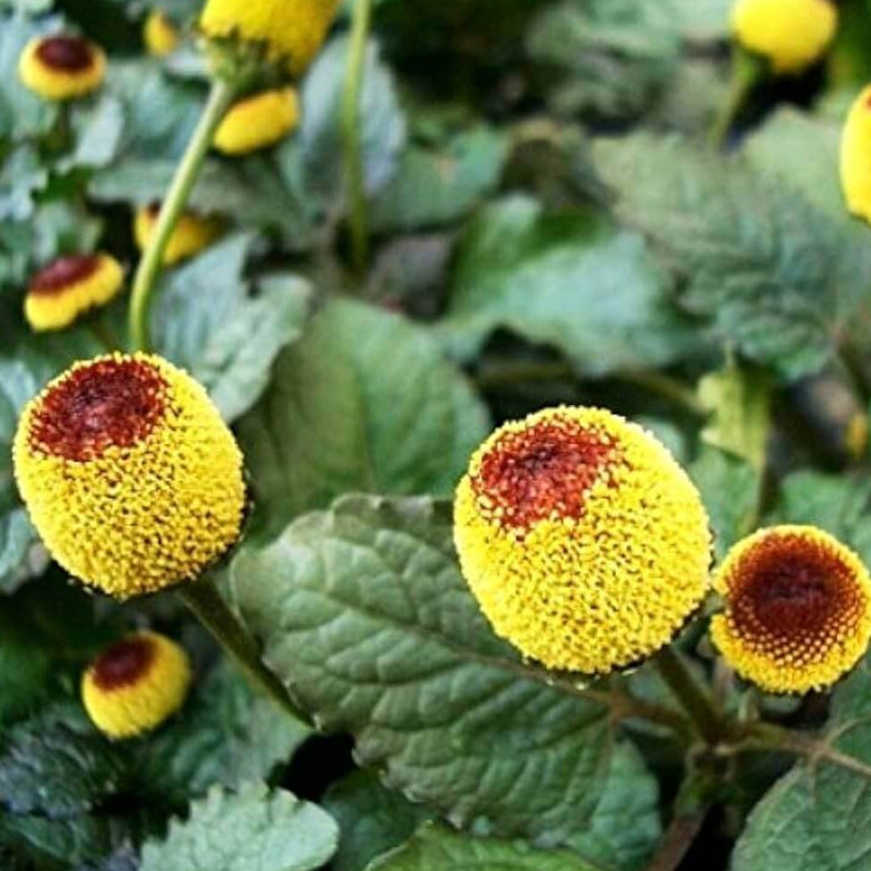 Eyeball Toothache Plant Seeds