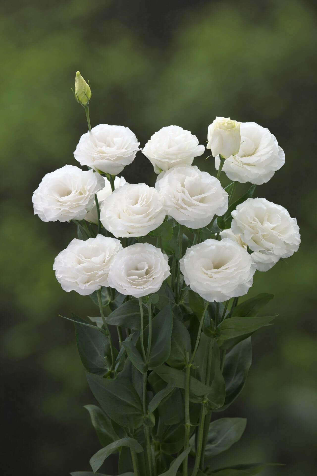 Lisianthus Sapphire seeds - Flower seeds