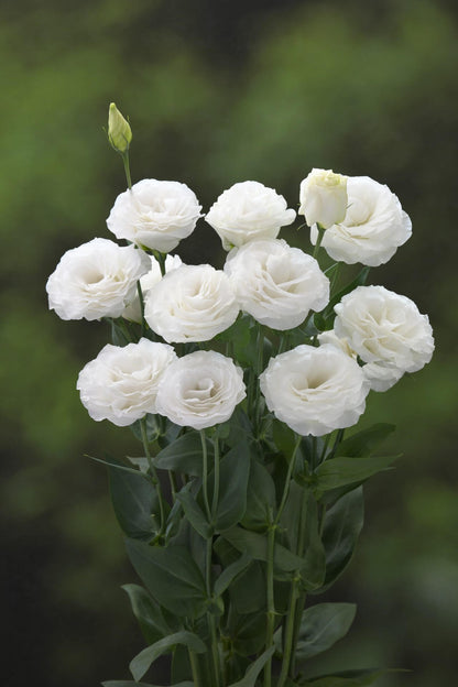 Lisianthus Sapphire seeds - Flower seeds
