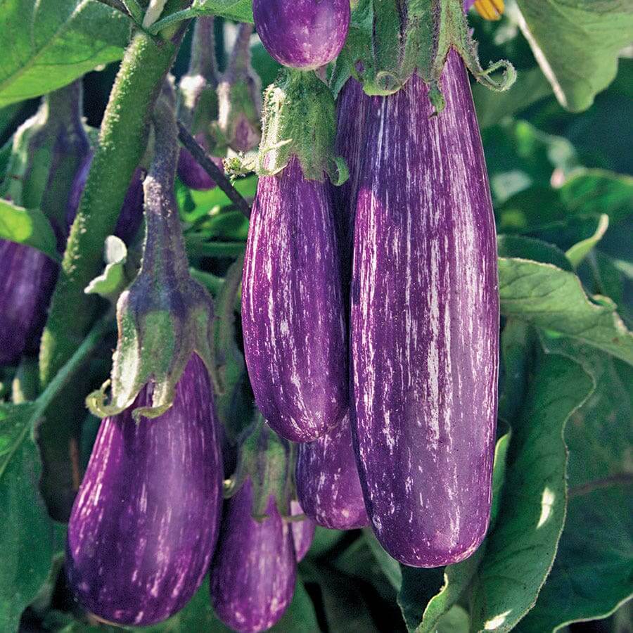 Fairy tale eggplant seeds - Vegetable Plant