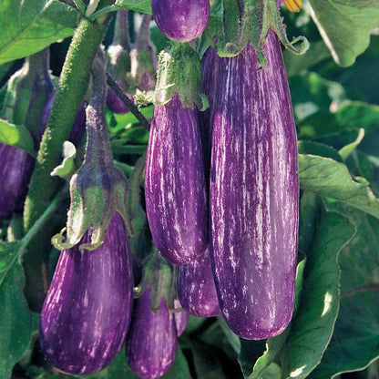 Fairy tale eggplant seeds - Vegetable Plant