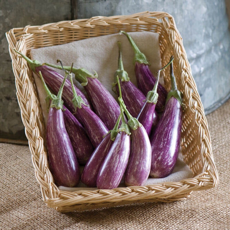 Fairy tale eggplant seeds - Vegetable Plant