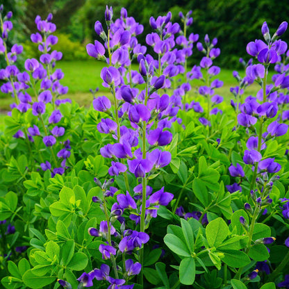 False Indigo Seeds