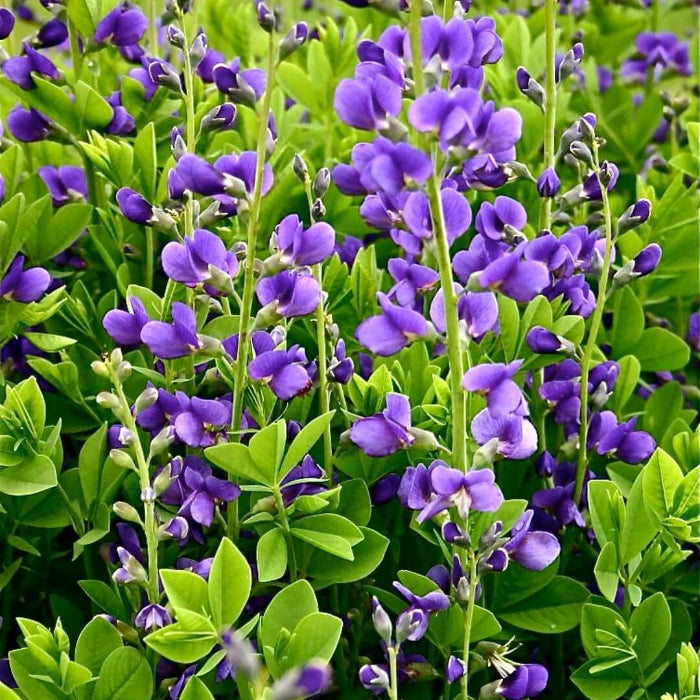 False Indigo Seeds