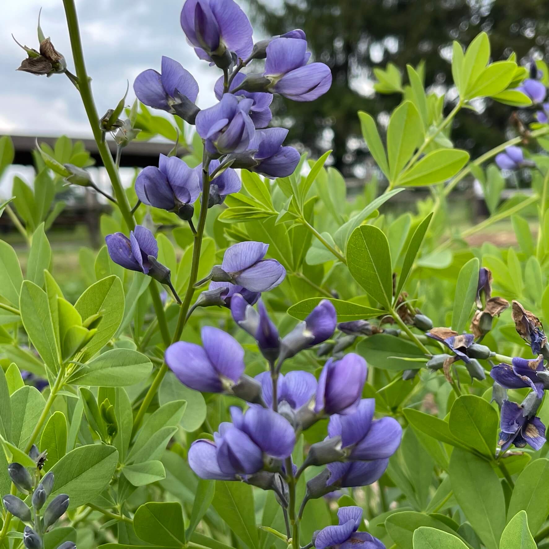 False Indigo Seeds