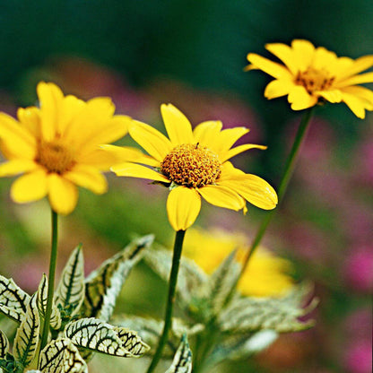 False Sunflower Seeds - Flower Plant