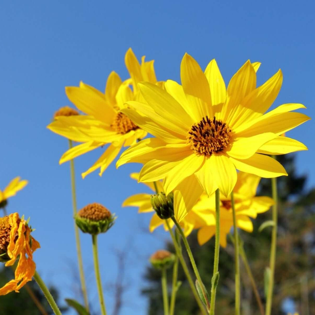 False Sunflower Seeds - Flower Plant