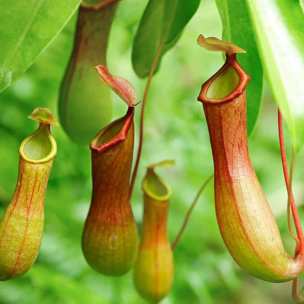 Fanged Pitcher Plant Seeds 
