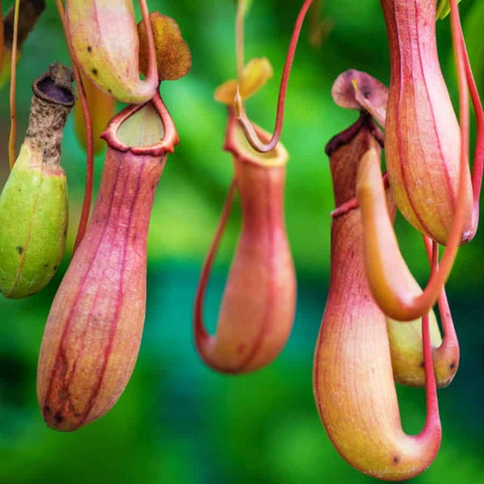 Fanged Pitcher Plant Seeds 
