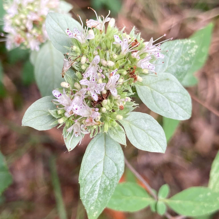 Farfugium Japonicum Seeds - Ornamental Plant Seeds for Home Gardens