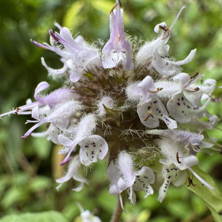 Farfugium Japonicum Seeds - Ornamental Plant Seeds for Home Gardens