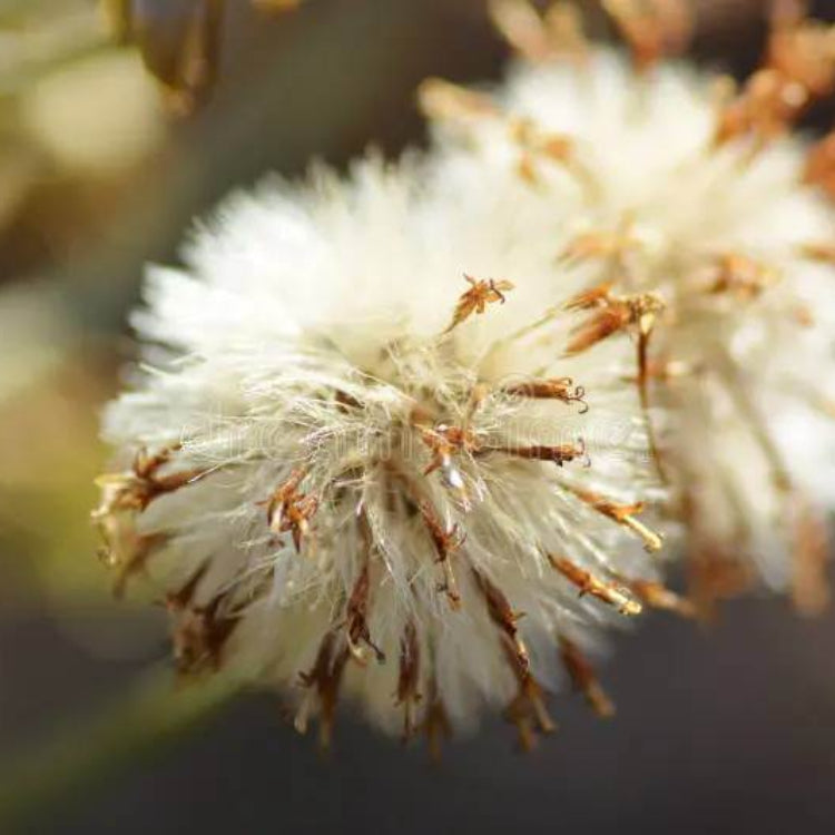 Farfugium Japonicum Seeds - Ornamental Plant Seeds for Home Gardens