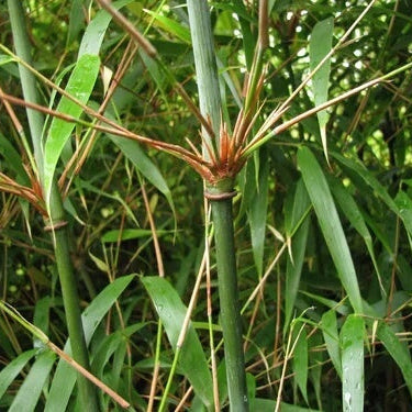Fargesia Bamboo Seeds