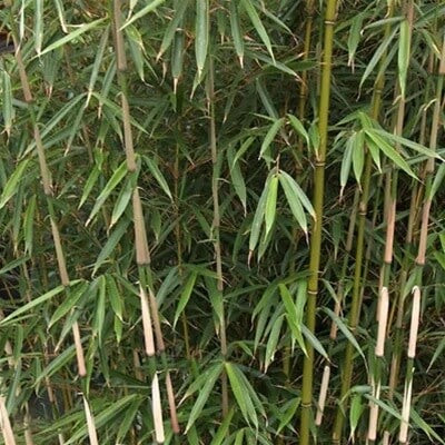 Fargesia Bamboo Seeds