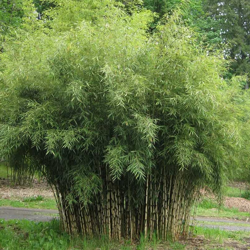 Fargesia Bamboo Seeds