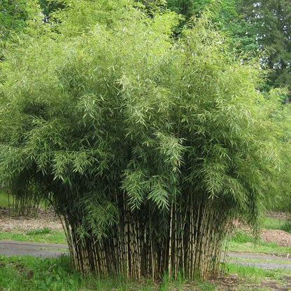 Fargesia Bamboo Seeds