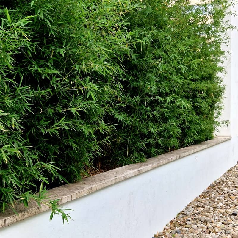 Fargesia Bamboo Seeds