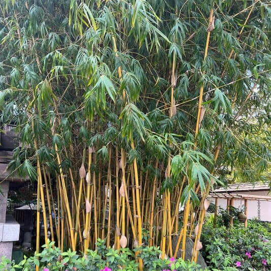 Fargesia Robusta Campbell seeds - Flower Plant