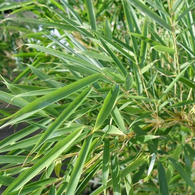 Fargesia Robusta Seeds