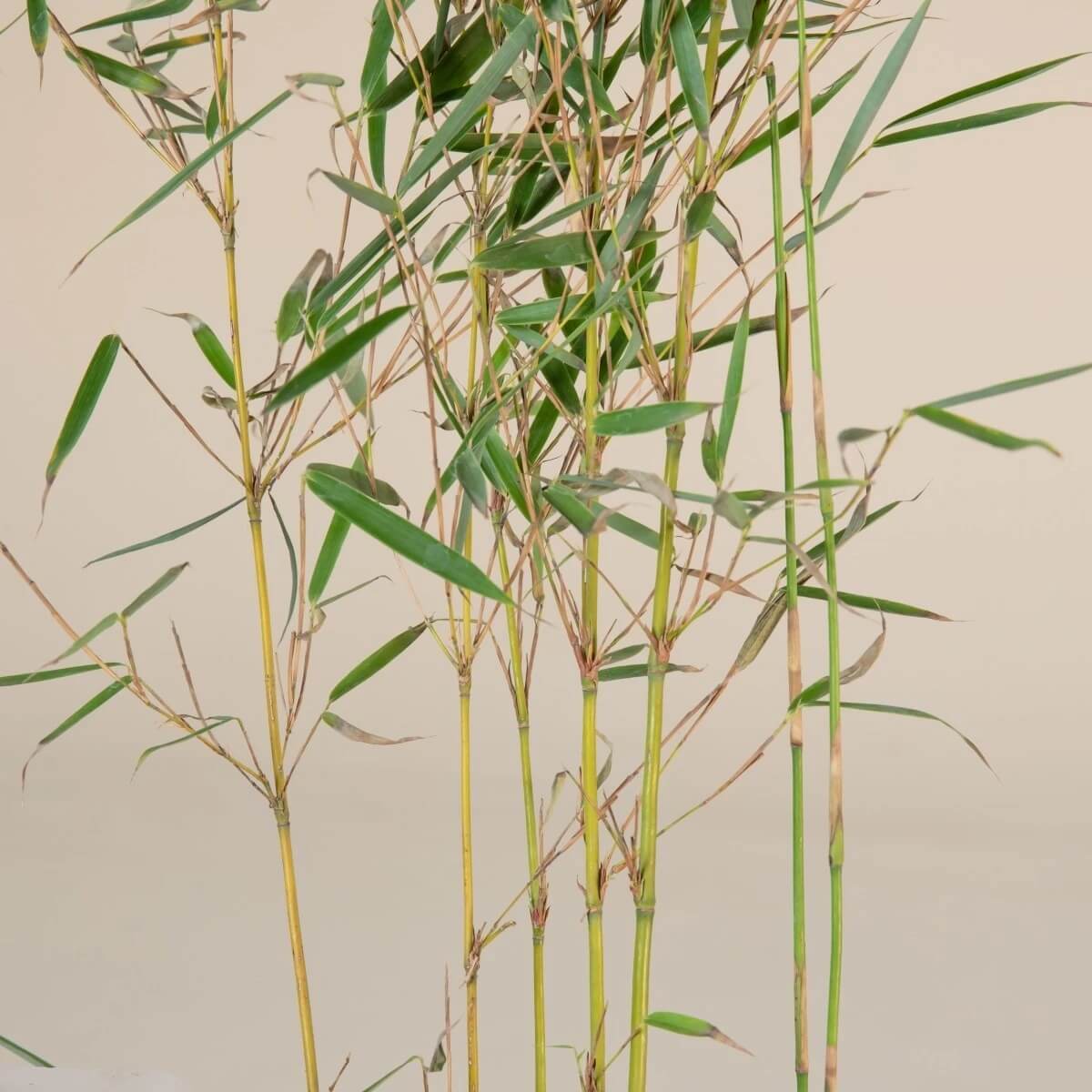 Fargesia Robusta Seeds
