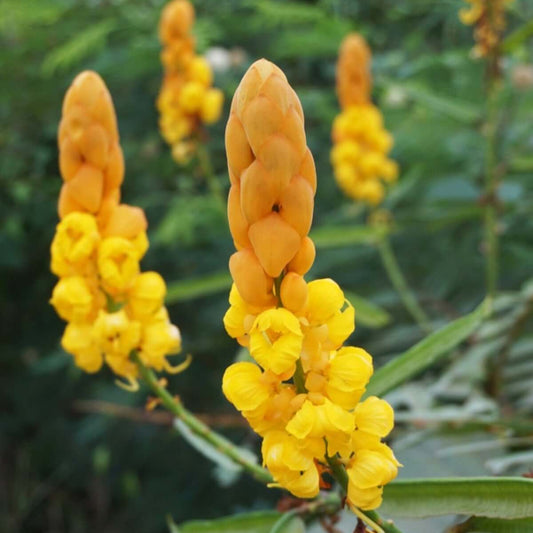 Fast-Growing Candle Bush Seeds - Herbal Plant for Home Gardens