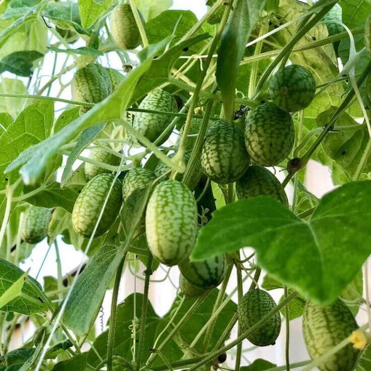 Fast Growing Cucamelon Seeds